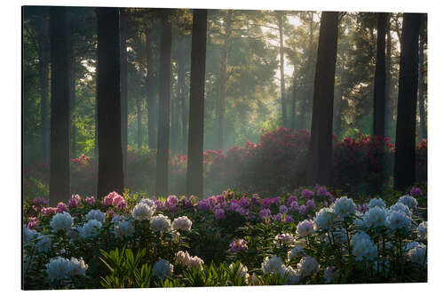 Tableau en aluminium Soft light at the rhododendrons