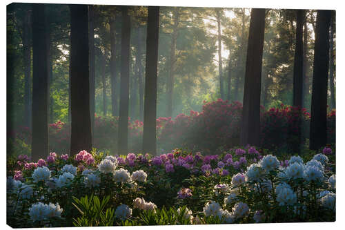 Leinwandbild Sanftes Licht an den Rhododendren