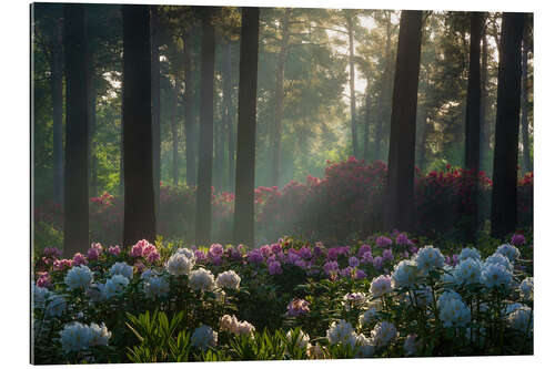 Gallery print Soft light at the rhododendrons