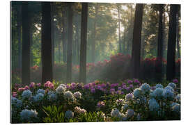 Gallery Print Sanftes Licht an den Rhododendren