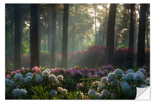 Selvklebende plakat Soft light at the rhododendrons