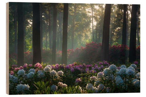 Hout print Soft light at the rhododendrons