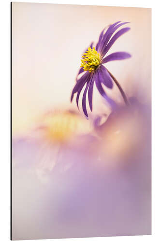 Tableau en aluminium Anemone Blanda in beautiful light