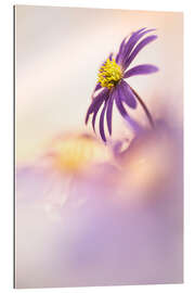 Gallery print Anemone Blanda in beautiful light