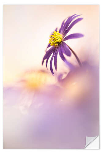 Sticker mural Anemone Blanda in beautiful light