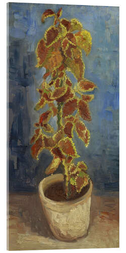 Akrylglastavla Flame Nettle in a Flowerpot, 1886