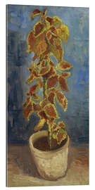 Gallery Print Flammennessel in einem Blumentopf, 1886