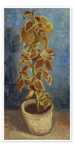 Plakat Flame Nettle in a Flowerpot, 1886