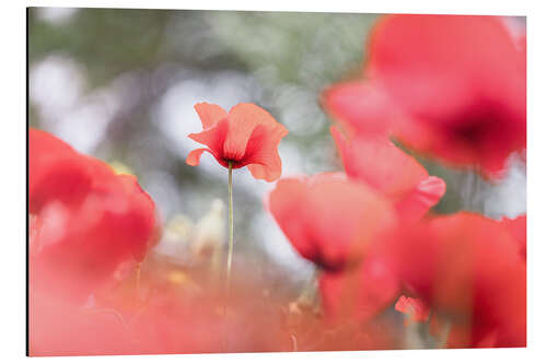 Aluminiumtavla Poppy among other poppies