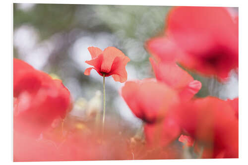 Tableau en PVC Poppy among other poppies