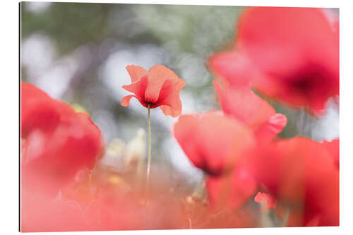 Tableau en plexi-alu Poppy among other poppies