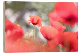 Wood print Poppy among other poppies