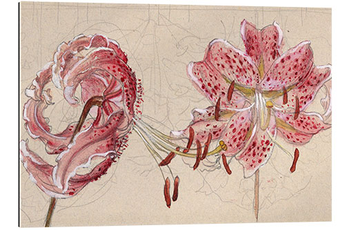 Gallery print Pink Spotted Lilies and Maple Seeds