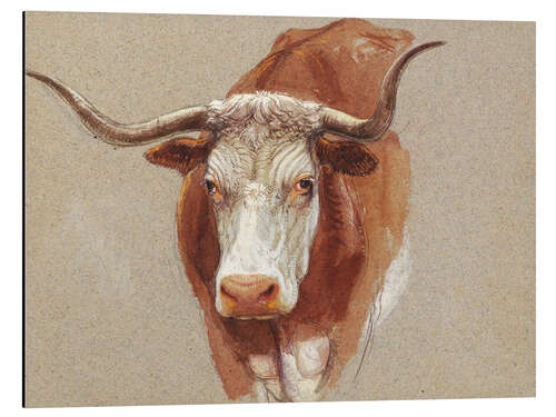 Aluminium print Head of a Cow or Ox