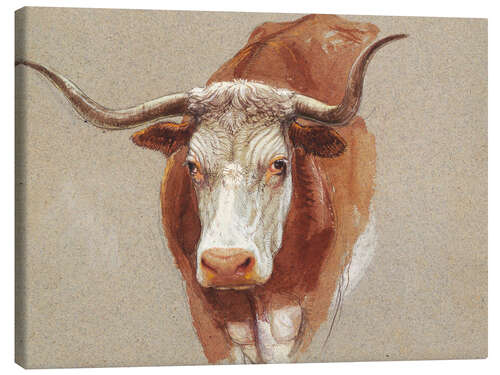 Canvas print Head of a Cow or Ox