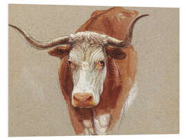 Foam board print Head of a Cow or Ox