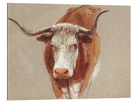 Tableau en plexi-alu Head of a Cow or Ox