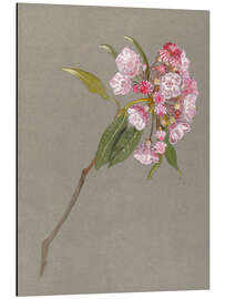 Stampa su alluminio A Bough of Mountain Laurel with Leaves and Blossoms