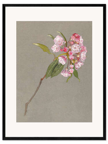 Framed art print A Bough of Mountain Laurel with Leaves and Blossoms