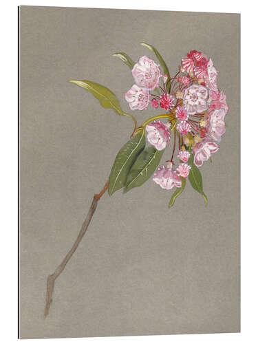 Gallery print A Bough of Mountain Laurel with Leaves and Blossoms