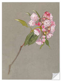 Wall sticker A Bough of Mountain Laurel with Leaves and Blossoms