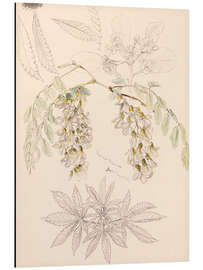 Magnettafel Heuschreckenblüten