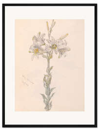 Gerahmter Kunstdruck Lilie