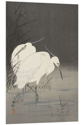 Foam board print Two Herons in the Reeds, ca. 1900