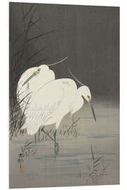 Foam board print Two Herons in the Reeds, ca. 1900