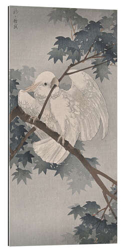 Gallery print Sulphur-crested Cockatoo in tree, ca. 1900