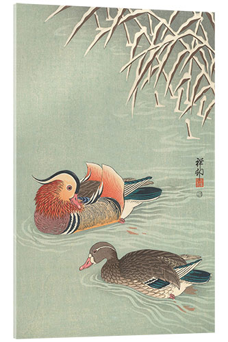 Acrylic print Mandarin ducks, ca. 1925