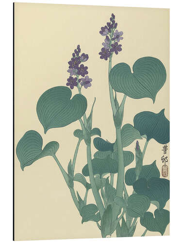 Tableau en aluminium Hosta en fleurs, vers 1900