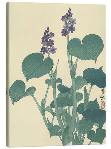 Canvas print Flowering Hosta, ca. 1900