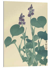 Gallery print Flowering Hosta, ca. 1900