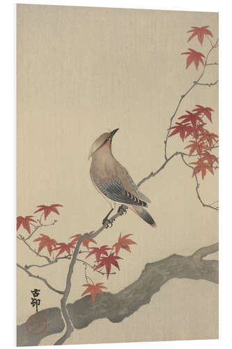 Foam board print Japanese waxwing on maple, ca. 1900