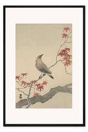 Gerahmter Kunstdruck Japanischer Seidenschwanz auf Ahorn, ca. 1900