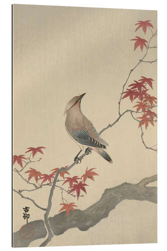 Gallery print Japanese waxwing on maple, ca. 1900