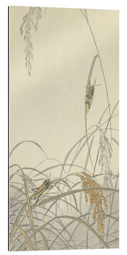 Galleriprint Locusts on rice plants, ca. 1900