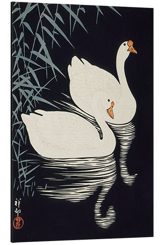 Aluminiumsbilde White Chinese geese swimming through reeds, ca. 1928