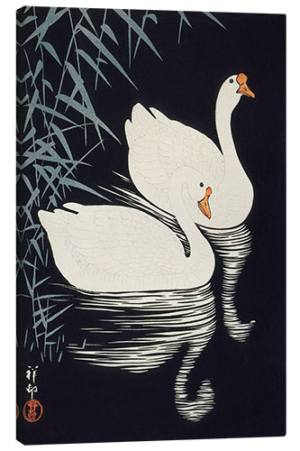 Canvas print White Chinese geese swimming through reeds, ca. 1928