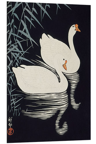 PVC print White Chinese geese swimming through reeds, ca. 1928