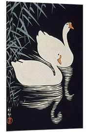 PVC print White Chinese geese swimming through reeds, ca. 1928