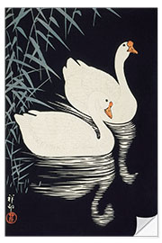 Selvklebende plakat White Chinese geese swimming through reeds, ca. 1928