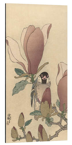 Print på aluminium Sparrow on Blossoming Magnolia Branch, ca. 1900