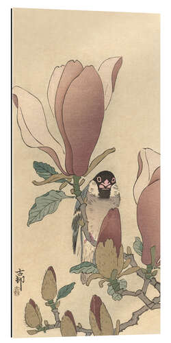 Tableau en plexi-alu Moineau sur une branche de magnolia en fleurs, vers 1900