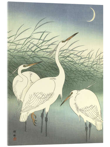 Acrylglas print Heron in shallow water, 1934