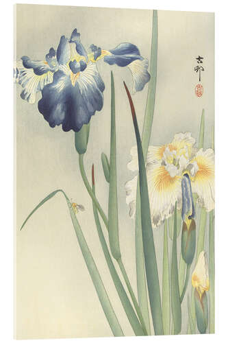 Acrylic print Irises, ca. 1900