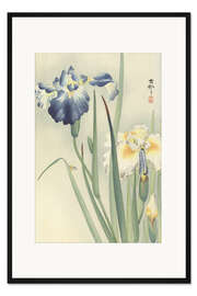 Gerahmter Kunstdruck Schwertlilien, ca. 1900