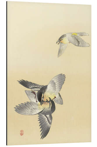 Aluminium print Two Fighting Birds, ca. 1900