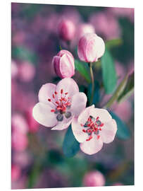 Foam board print Apple blossom